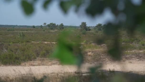 Handheld Truck Pan Leafy Foliage Revealing Arid Grassland Plain Dry — Stockvideo