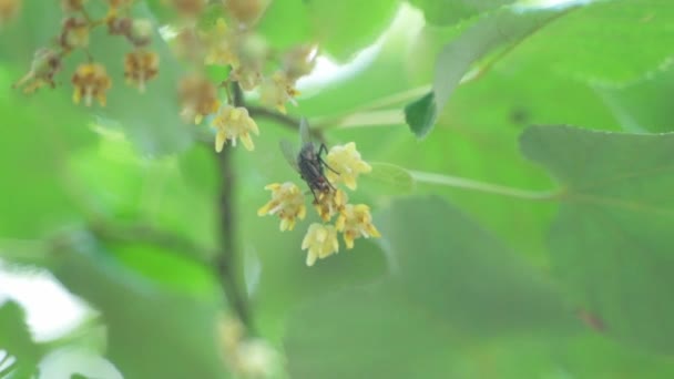 Close Housefly Feeding Sweet Nectar Small Yellow Flower Botanical Garden — Vídeo de stock