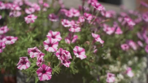 Close Residential Flower Bed Filled Beautiful Pink White Petunias Full — Vídeos de Stock