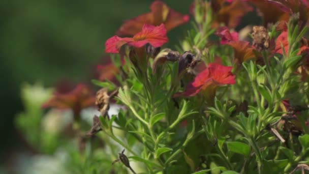Закрийте Прекрасні Червоні Квітки Петунії Які Під Спекою Влітку Бельгія — стокове відео