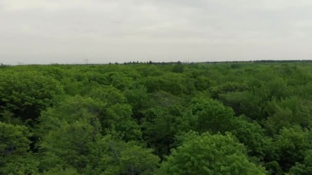 Drone Flies Forward Tree Tops Boreal Forest Cloudy Day Trees — 비디오
