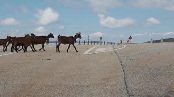 Manada Cabras Cruzando Carretera Serra Estrela Portugal Vista Estática — Vídeo de stock