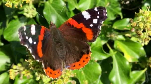 Red Admiral Butterfly Ivy Flower Una Mariposa Grande Colorida Voladora — Vídeo de stock