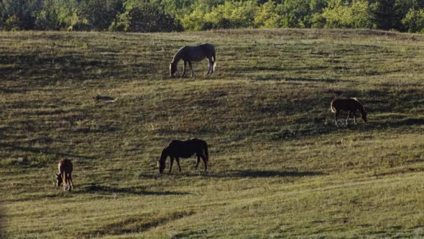 Horses Calf Grazing Plain Evening — Vídeos de Stock