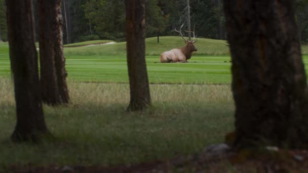 Elk Bull Male Resting Lawn Wide — 图库视频影像