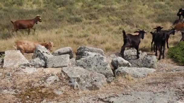 Herd Goats Passing Rocks Serra Estrela Portugal Handheld — Stok video