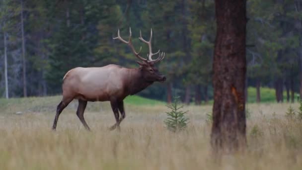 Elk Bull Male Walking Grazing Forest — Vídeo de Stock