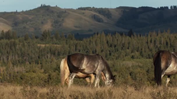 Konie Pasące Się Polu Wiejskim — Wideo stockowe