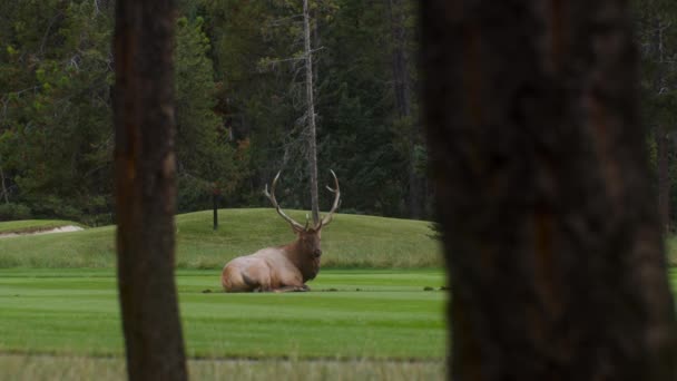 Elk Bull Male Laying Lawn Wide — Vídeo de Stock