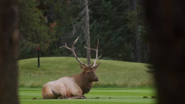 Elk Bull Male Laying Lawn Close — Vídeo de Stock