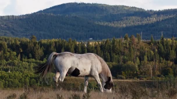 Horse Grazing Erect Penis — ストック動画