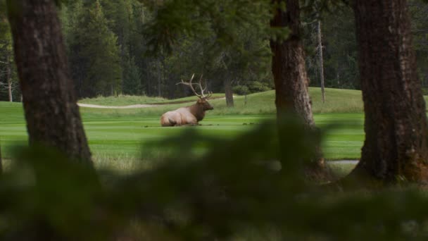 Elk Bull Male Resting Grass Lawn Wide — 图库视频影像