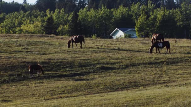 Horses Calf Grazing Plain Evening House Background — Wideo stockowe