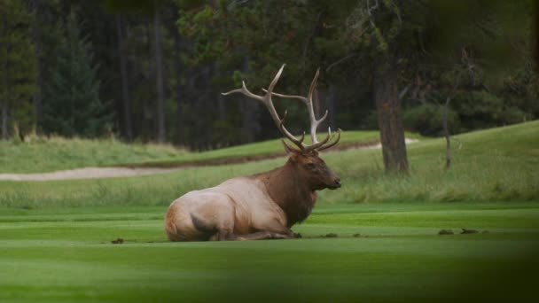 Elk Bull Male Resting Lawn Close — 비디오