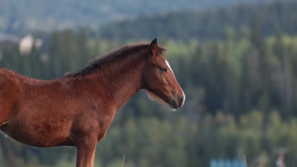 Bezerro Cavalo Olhando Para Câmera Área Rural — Vídeo de Stock