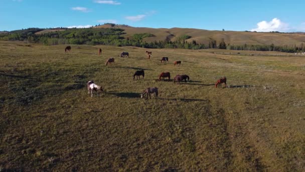 Horse Herd Grazing Hills — 图库视频影像