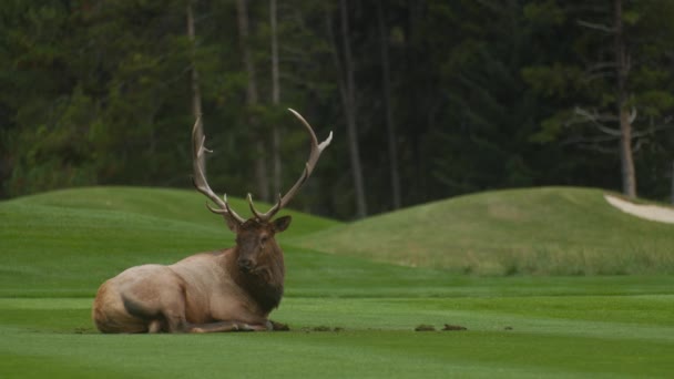 Elk Bull Male Resting Lawn Close — Vídeo de Stock