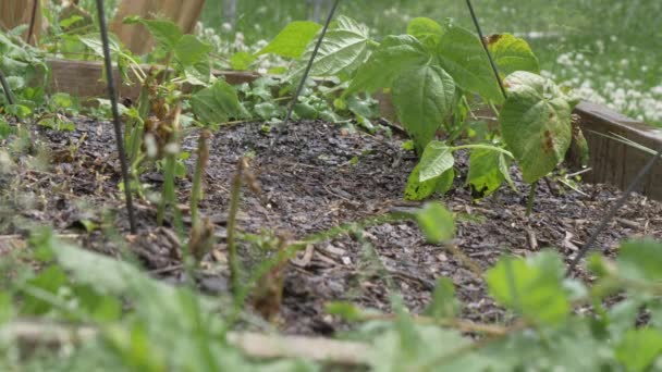Giardino Dopo Pioggia Irrigazione Gocciolamento Impregnato Saturo Rallentatore — Video Stock
