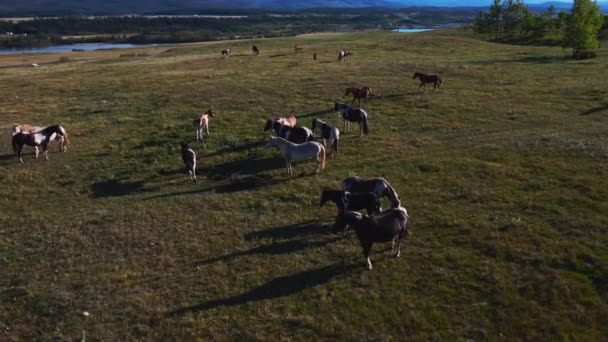 Horse Herd Gathering Hills — Stock video