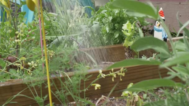 Cama Jardín Elevada Regada Regadera Plantas Vegetales Ornamentos Cámara Lenta — Vídeo de stock