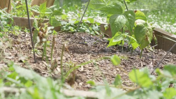 Garden Box Being Watered Watering Can Stream Shower Beans Soil — Vídeo de Stock