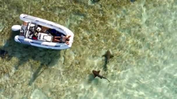 Top Aerial View Small Sharks Stingrays Swimming Shallow Water Boat — Stockvideo