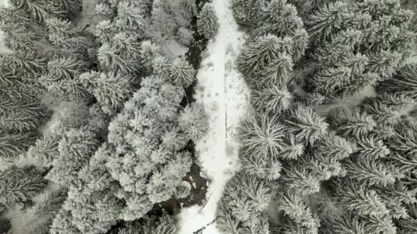 Aerial Directly Cold Winter Pine Forest Covered Snow — Vídeo de Stock