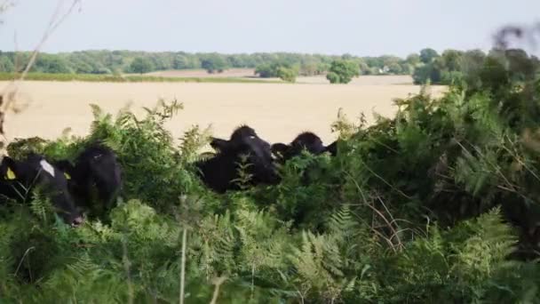 Group Black White Cows Tags Eating Organic Green Plants Sunny — Stok video