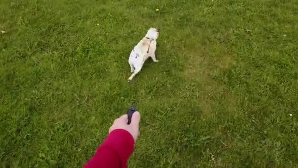 Pet Pug Dog Pulls Stops Starts Her Leash She Taken — Vídeo de Stock