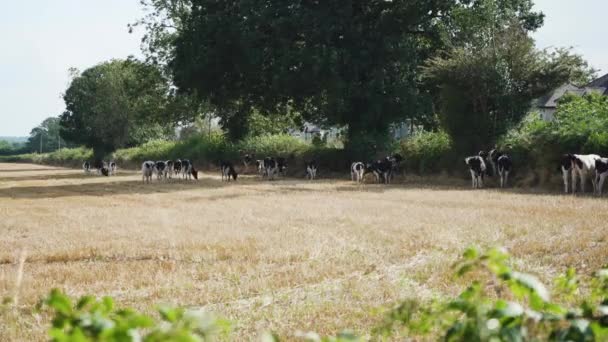 Group Black White Cows Graze Field Sunny Day — Video