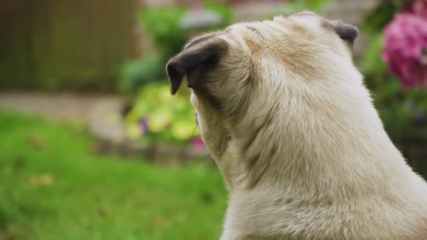 Pug Dog Filmed Cute Ears Turns Camera — 图库视频影像