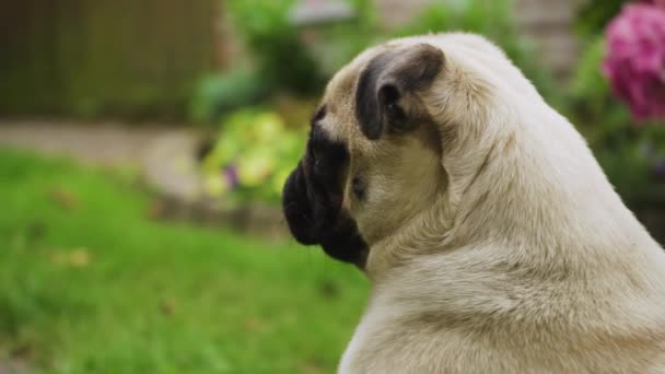 Cute Thawn Pug Dog Turning Head Away Camera Beautiful Fur — Vídeos de Stock