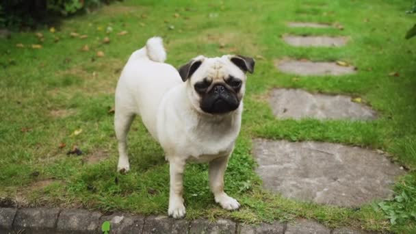 Cute Pug standing up and then sits down outside. Wide shot. 4K