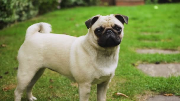 Pet Pug Dog Standing Rotating Head Listening Adorable Wide Shot — Vídeos de Stock