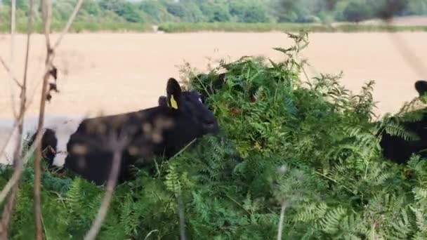 Sapi Berkelahi Satu Sama Lain Untuk Makan Tanaman Lapangan Pedesaan — Stok Video