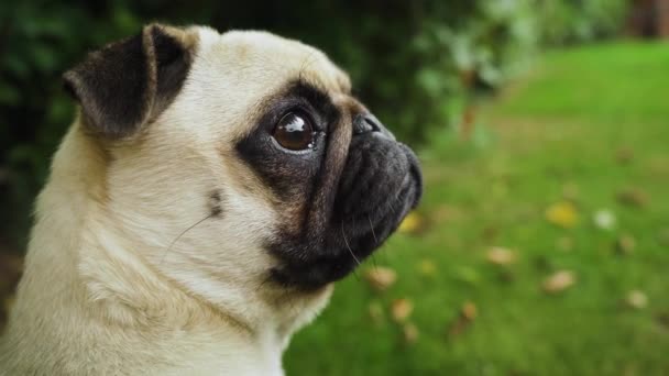 Focused Pug Dog Listening Noises Nose Twitching Runs Away Close — Stockvideo