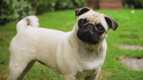 Adorable Pug Dog Reacting Sounds Garden Pet Mid Shot — Wideo stockowe