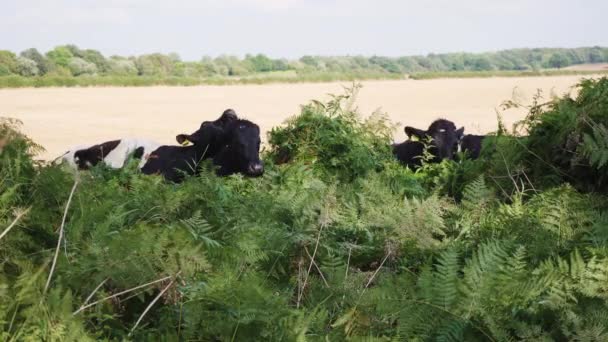 Group Black White Cows Fighting Eat Green Plants Field — ストック動画