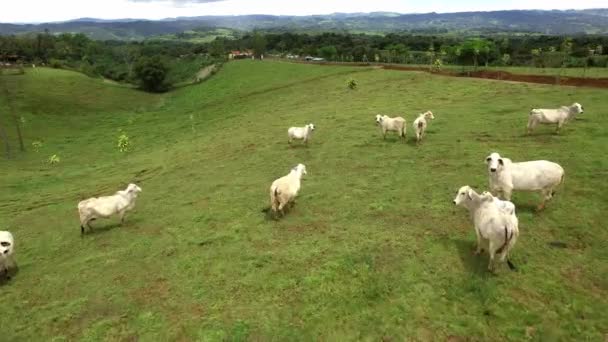Vacas Blancas Potrero — Stok video