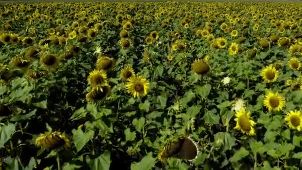 Sunflowers Everywhere Flight Low Height Field Full Blooming Sunflowers Tilt — Αρχείο Βίντεο