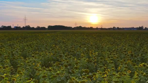 Huge Field Sunflowers Flying Low Summer Sunset — 图库视频影像