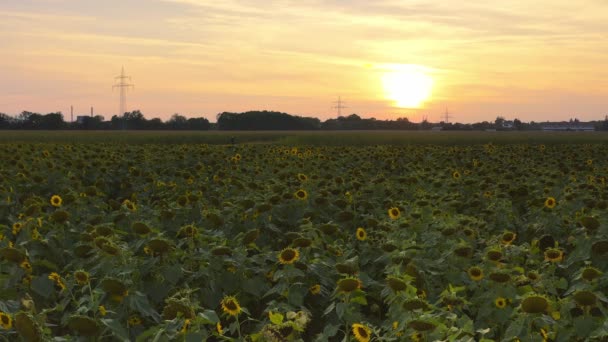 Sunset Jogger Running Man Field Full Sunflowers View Undergoing Sun — Stockvideo