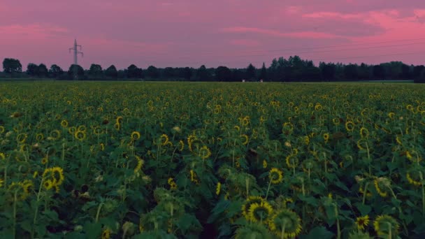 Smooth Flight Field Sunflowers Sunset Violett Sky Agricultural Flowering Summer — Stok Video