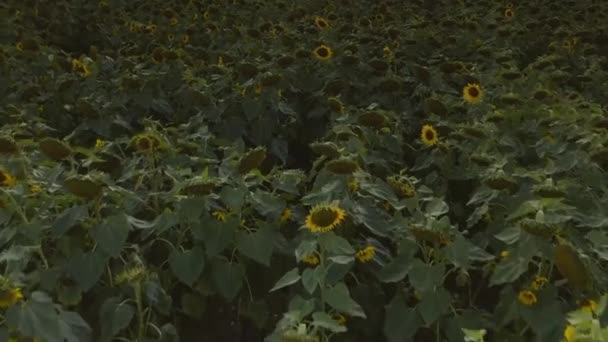 Verhoog Drone Shot Van Een Zonnebloemenveld Bij Zonsondergang Zomer Tot — Stockvideo