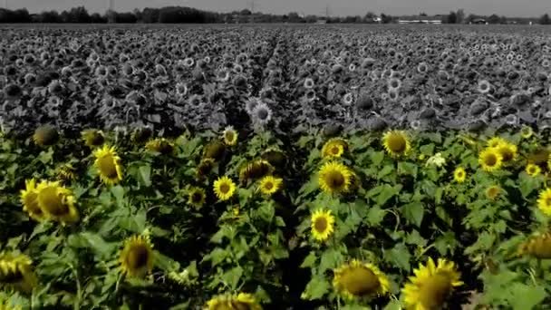 Bringing Color Field Full Sunflowers Zero Percent Saturation Normal Color — Vídeo de Stock