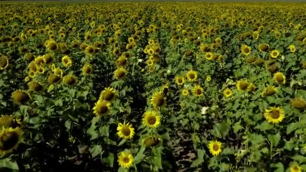 Flight Yellow Flowering Sunflowers Windy Day Low Blossoms Drone Cinematic — Video
