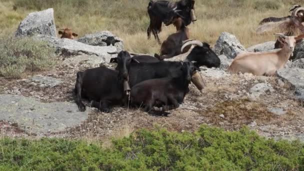 Group Black Goats Lying Rock Serra Estrela Portugal Static View — Stok video