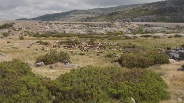 Manada Cabras Paisaje Rural Serra Estrela Portugal Panorama — Vídeos de Stock