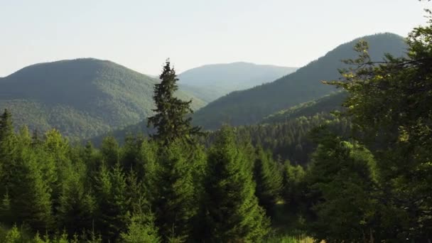 Coniferous Lush Green Mountains View Piatra Secuiului Summit Romania Handheld — 图库视频影像