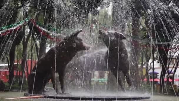Pair Bronze Coyote Statues Coyoacan Park Mexico City Fuente Los — Stock video